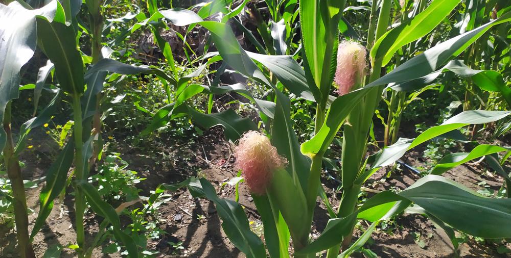   Foto: Jorge Magalhães