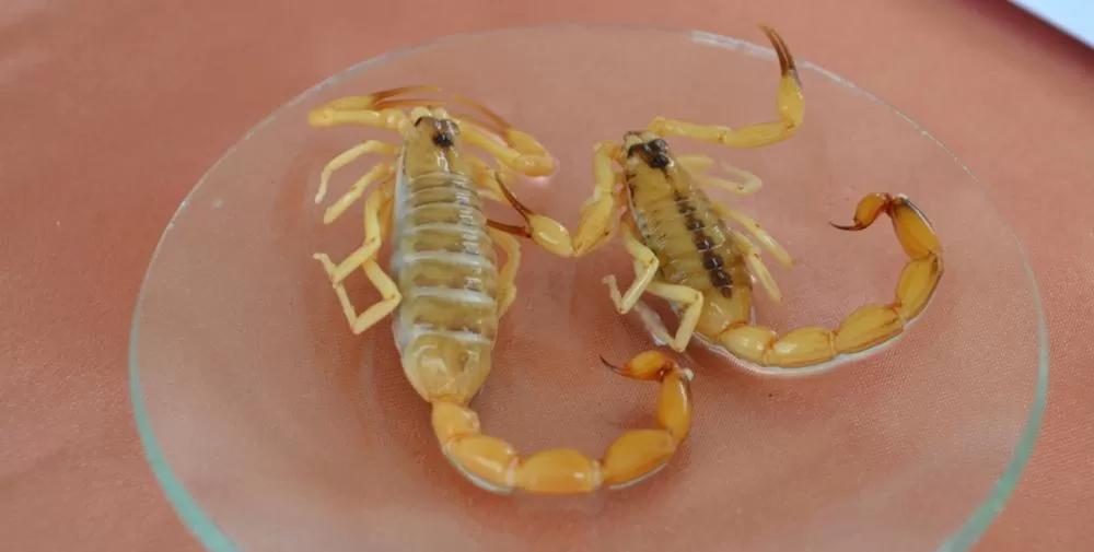 Foto: Divulgação - SMS