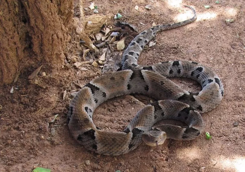 Foto: Marcus Buononato