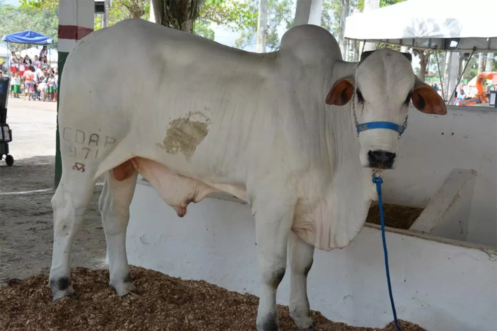 Foto: Jorge Magalhães