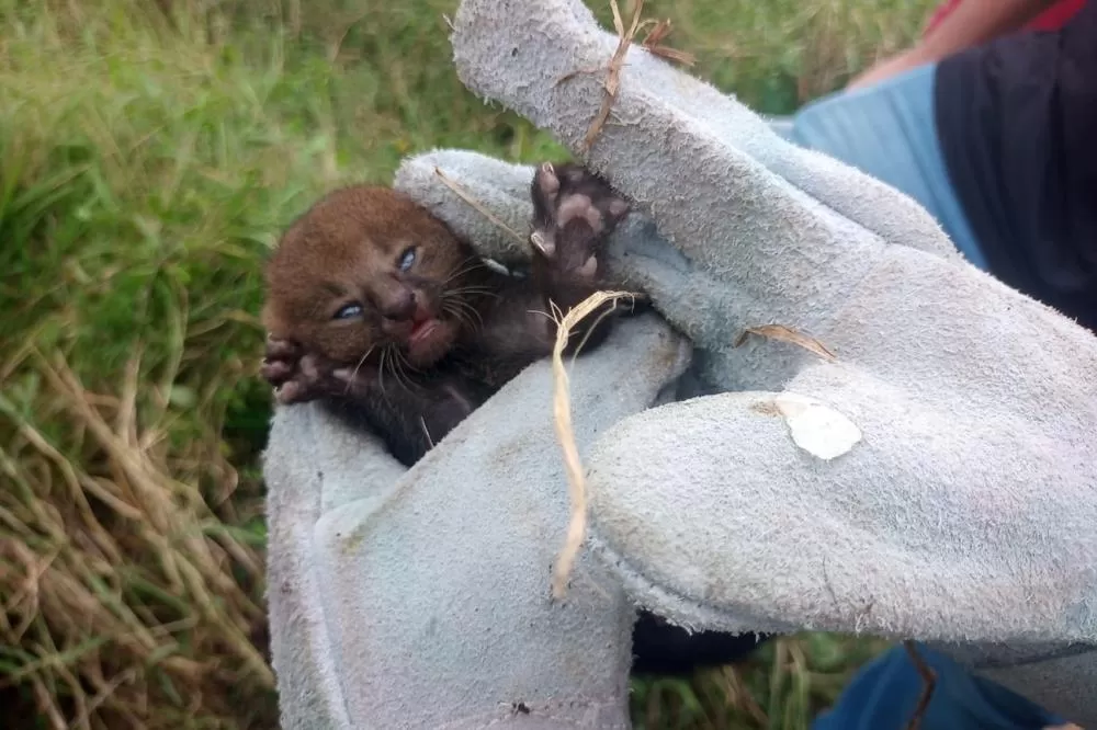 Foto Divulgação SEMMAM