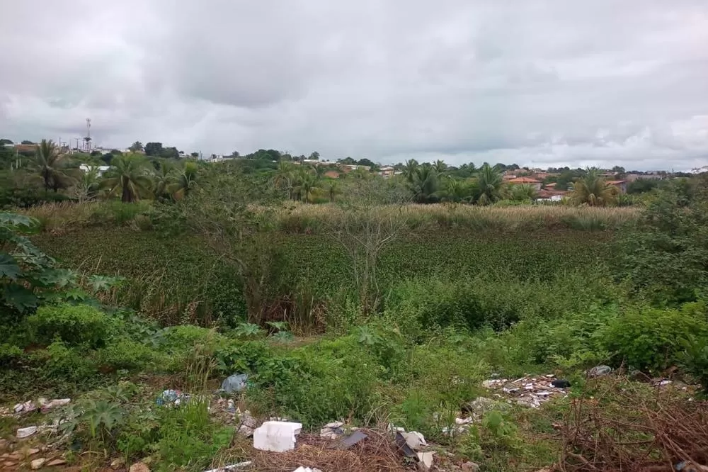 Foto: Divulgação - SEMMAM e Izinaldo Barreto