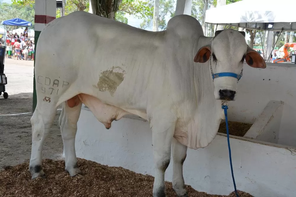 Foto: Jorge Magalhães