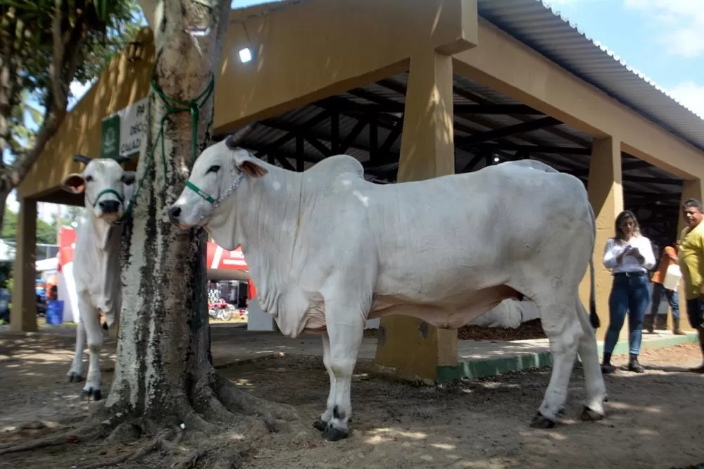 Foto: Valto Novaes - Arquivo