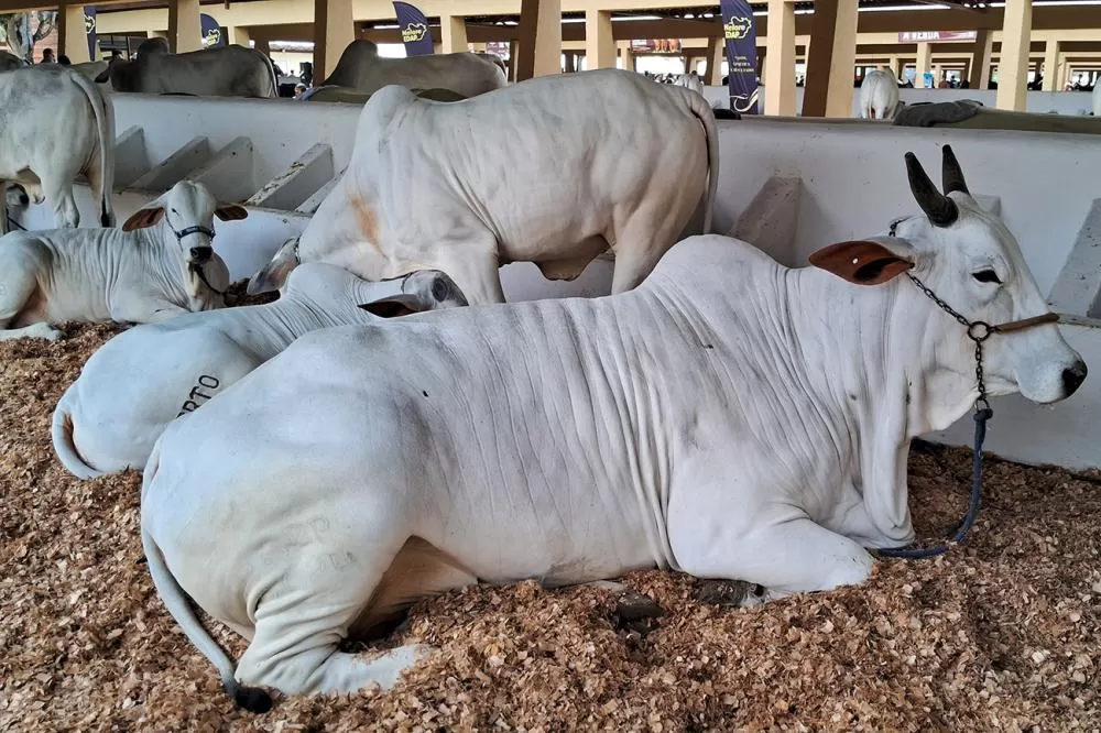 Fotos: ACM e Marcelo Magalhães