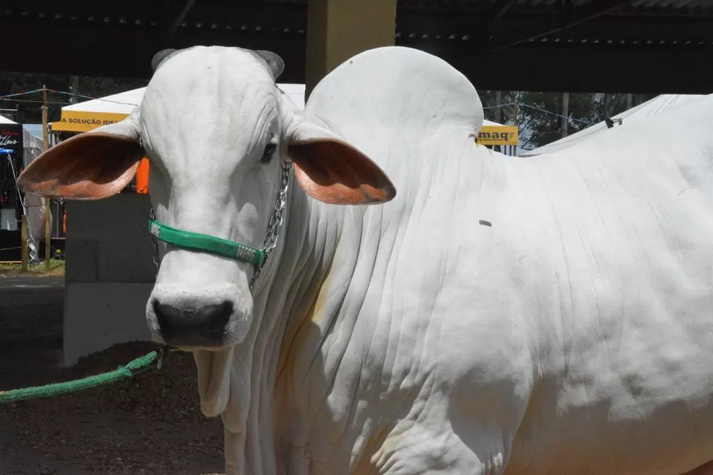 Foto: Jorge Magalhães