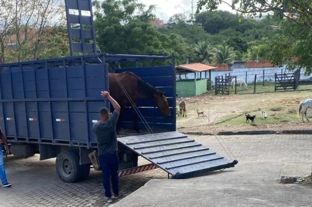 Foto: Divulgação - Centro de Zoonoses
