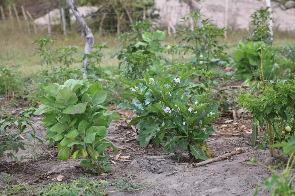 Foto: Rodrigo Pimentel/Ascom SDR