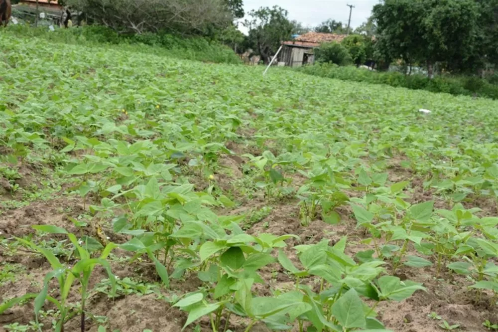 Orgânicos diferenciam produtos da agricultura de Feira de Santana