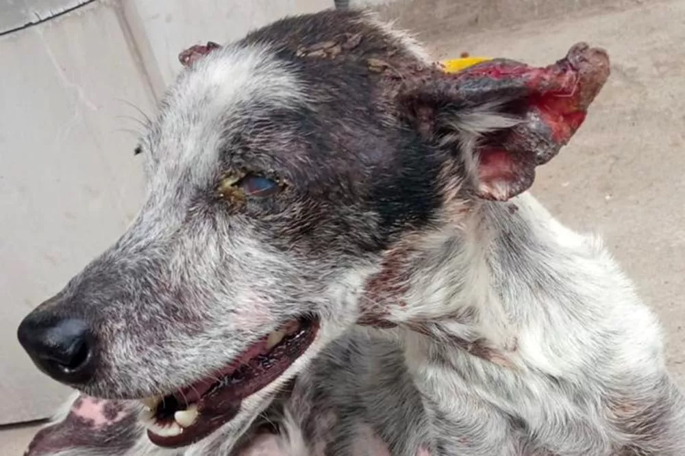 Foto: Divulgação - SMS