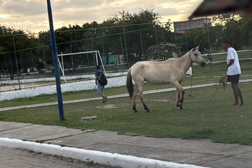 Fotos: Divulgação Centro de Zoonozes