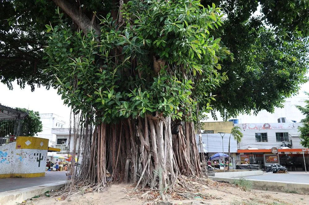 Árvores com raízes superficiais devem ser evitadas nos passeios