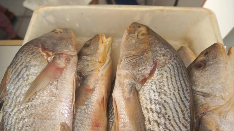 Quaresma deve aumentar a procura por peixes e camarão no Centro de Abastecimento