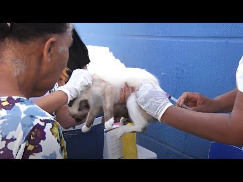 Centro de Zoonoses inicia campanha de vacinação contra a raiva