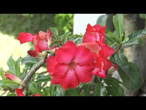 As rosas do deserto caíram no gosto dos feirenses