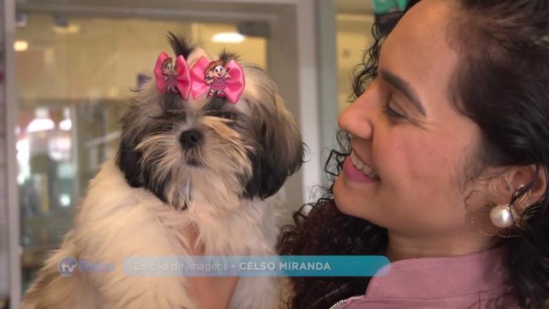 Veja como amenizar o estresse dos pets durante queima de fogos no São João